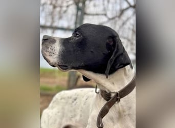 Sanfter Stefano sucht Familienanschluss