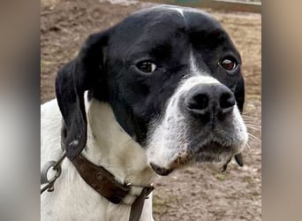 Sanfter Stefano sucht Familienanschluss