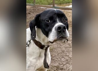 Sanfter Stefano sucht Familienanschluss