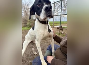 Sanfter Stefano sucht Familienanschluss