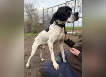 Sanfter Stefano sucht Familienanschluss