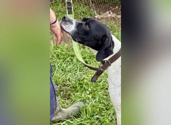 Sanfter Stefano sucht Familienanschluss