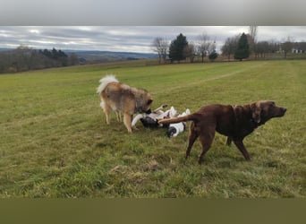 Große Begleiterin Kiwi