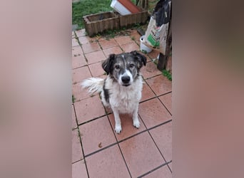 Dringend - Zwei Pechvögel