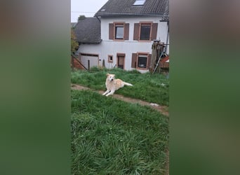 Dringend - Zwei Pechvögel