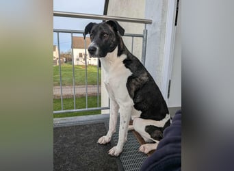 Große Begleiterin Kiwi