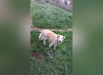 Dringend - Zwei Pechvögel