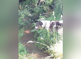 Dringend - Zwei Pechvögel