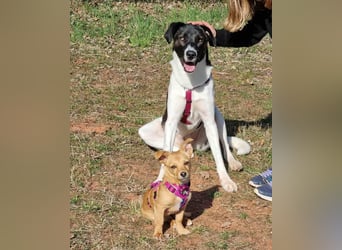 Große Begleiterin Kiwi