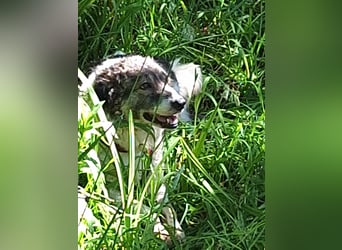 Dringend - Zwei Pechvögel