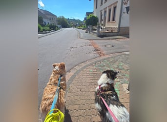 Dringend - Zwei Pechvögel