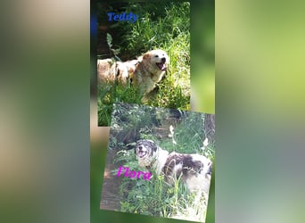 Dringend - Zwei Pechvögel