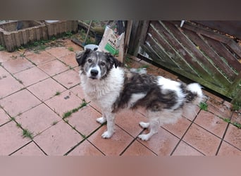 Dringend - Zwei Pechvögel