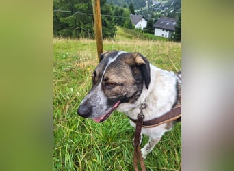 SEBI möchte dein Herz erobern