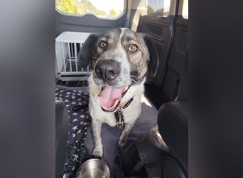 SEBI möchte dein Herz erobern