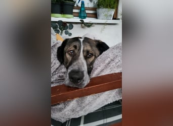 SEBI möchte dein Herz erobern