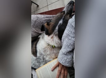 SEBI möchte dein Herz erobern