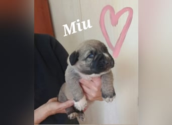 verspieltes Welpenmädchen Miu