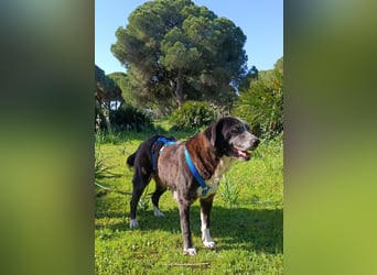 freundliche Herdenschutz-Mix-Hündin sucht geeignetes Zuhause