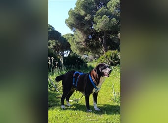 freundliche Herdenschutz-Mix-Hündin sucht geeignetes Zuhause