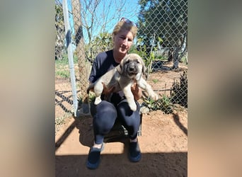 verspieltes Welpenmädchen Miu