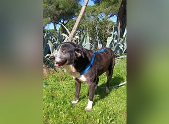 freundliche Herdenschutz-Mix-Hündin sucht geeignetes Zuhause