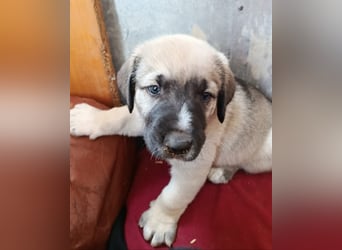 verspieltes Welpenmädchen Miu