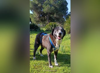 freundliche Herdenschutz-Mix-Hündin sucht geeignetes Zuhause