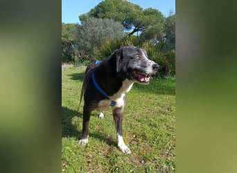 freundliche Herdenschutz-Mix-Hündin sucht geeignetes Zuhause