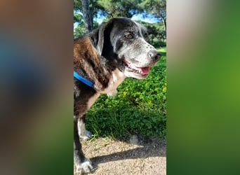 freundliche Herdenschutz-Mix-Hündin sucht geeignetes Zuhause