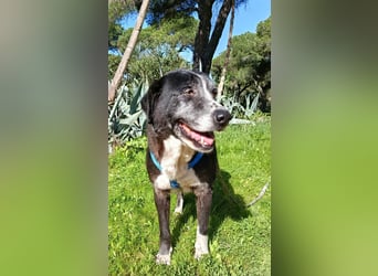 freundliche Herdenschutz-Mix-Hündin sucht geeignetes Zuhause