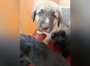 verspieltes Welpenmädchen Miu