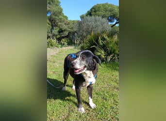 freundliche Herdenschutz-Mix-Hündin sucht geeignetes Zuhause