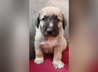 verspieltes Welpenmädchen Miu