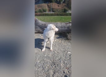 LUMI (Pflegestelle in 888662 Überlingen/Bodensee, BaWü )