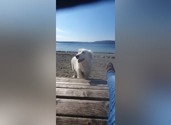 LUMI (Pflegestelle in 888662 Überlingen/Bodensee, BaWü )