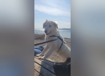 LUMI (Pflegestelle in 888662 Überlingen/Bodensee, BaWü )