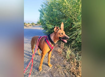 BIBI