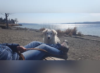 LUMI (Pflegestelle in 888662 Überlingen/Bodensee, BaWü )