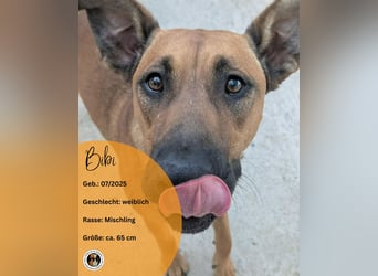 BIBI