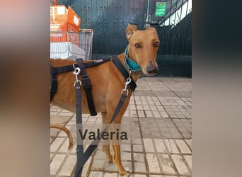 VALERIA
