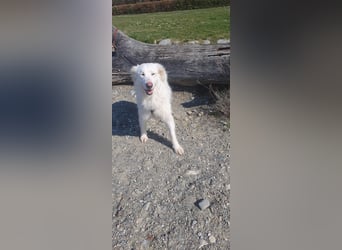 LUMI (Pflegestelle in 888662 Überlingen/Bodensee, BaWü )