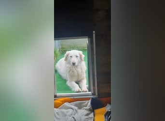 LUMI (Pflegestelle in 888662 Überlingen/Bodensee, BaWü )