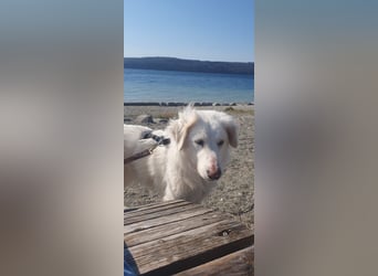 LUMI (Pflegestelle in 888662 Überlingen/Bodensee, BaWü )