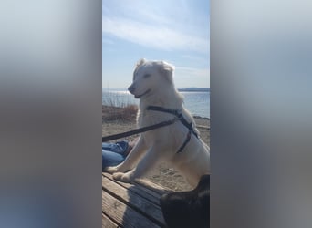 LUMI (Pflegestelle in 888662 Überlingen/Bodensee, BaWü )