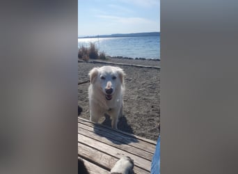 LUMI (Pflegestelle in 888662 Überlingen/Bodensee, BaWü )