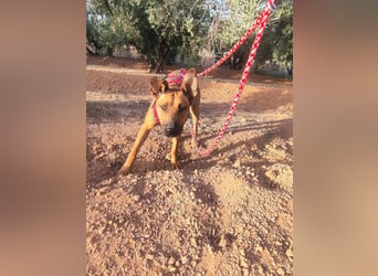 BIBI