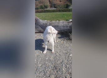 LUMI (Pflegestelle in 888662 Überlingen/Bodensee, BaWü )