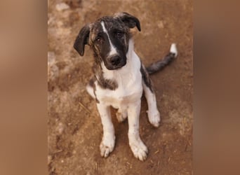 Filino, geb. ca. 07/2023, lebt in GRIECHENLAND, im städt. Tierheim Serres