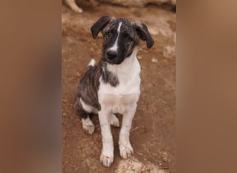 Filino, geb. ca. 07/2023, lebt in GRIECHENLAND, im städt. Tierheim Serres